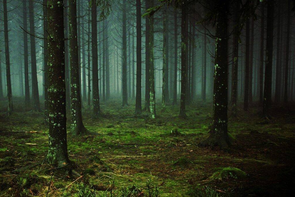 forest, trees, fog-1258845.jpg
